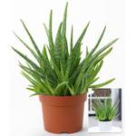 Baldur Garten Echte Aloe vera