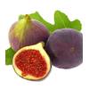Feigenbaum Rouge de Bordeaux von BALDUR Garten