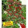 H-41080 von BALDUR Garten