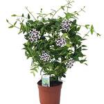Exotische Blumen