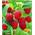 Himbeeren von BALDUR Garten