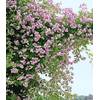 Kletterrose von BALDUR Garten