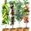 Obstbaum-Kollektion von BALDUR Garten