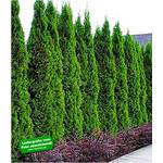 Baldur Garten Thuja Smaragd