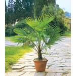 Baldur Garten Trachycarpus fortunei