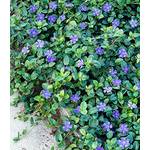 Baldur Garten  Vinca Minor