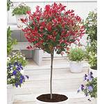 Balkonpflanzen winterhart