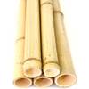 Moso Bambusrohr Gelb von bambus-discount.com