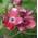Blumen Hartriegel Cherokee Princess von Baumschule