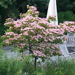 Blumen-Hartriegel