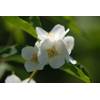 Bauernjasmin von Baumschule Gold