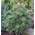 Japanische Schirmtanne Beauty Green von Baumschule