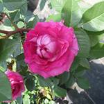 ADR-Rose