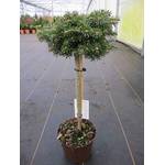 Baumschule Pflanzenvielfalt Abies koreana Kristallkugel