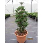Baumschule Pflanzenvielfalt Beauty Green