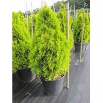 Baumschule Pflanzenvielfalt Thuja