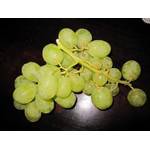 Baumschule Pflanzenvielfalt Vitis vinifera Sugraone