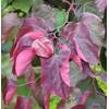 Roter Judasbaum Forest Pansy von Baumschule