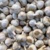 Pflanzknoblauch von Beringmeier Samen und Saaten