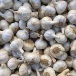 Pflanzknoblauch