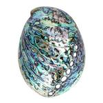 Besportble Abalone-Muschel