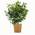 Blaubeere Bodo von BLOOMIFY