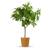 Bloomify Mandelbaum