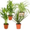 4x Luftreinigende Zimmerpflanzen von Bloomique