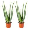 Aloe Vera Pflanze von Bloomique