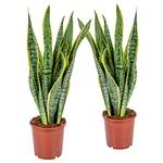 Bloomique Bogenhanf Sansevieria trifasciata Laurentii