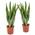 Bogenhanf Sansevieria trifasciata Laurentii von Bloomique