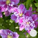 Bloomique Clematis Piilu