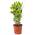 Echter Lorbeer von Bloomique