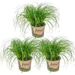 Bloomique Katzengras