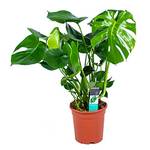 Bloomique Monstera Deliciosa