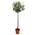 Olivenbaum auf Stamm von Bloomique