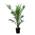 Phoenix Canariensis von Bloomique