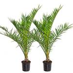Bloomique Winterharte Palme 'Canariensis'