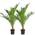 Winterharte Palme 'Canariensis' von Bloomique