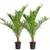 Bloomique Winterharte Palme 'Canariensis'