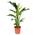 Strelitzia Nicolai von Bloomique
