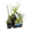 Wasserpflanzen von Bloomique