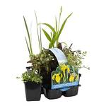 Bloomique Wasserpflanzen