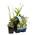 Wasserpflanzen von Bloomique