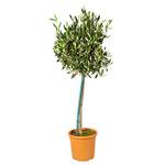 Bloomique Winterharter Olivenbaum