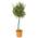Winterharter Olivenbaum von Bloomique