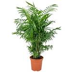 Bloomique Zwergpalme
