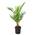 Canariensis von Bloomique