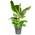 Bananenpflanze von Blume Ideal