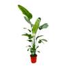 Strelitzia Nicolai von Blume Ideal